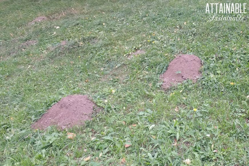 在草山口袋地鼠孔