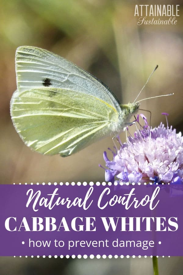 The cabbage white butterfly is drawn to brassicas. A single caterpillar can decimate a young plant. These natural pest control methods can keep them at bay. 紫花上的白蝴蝶