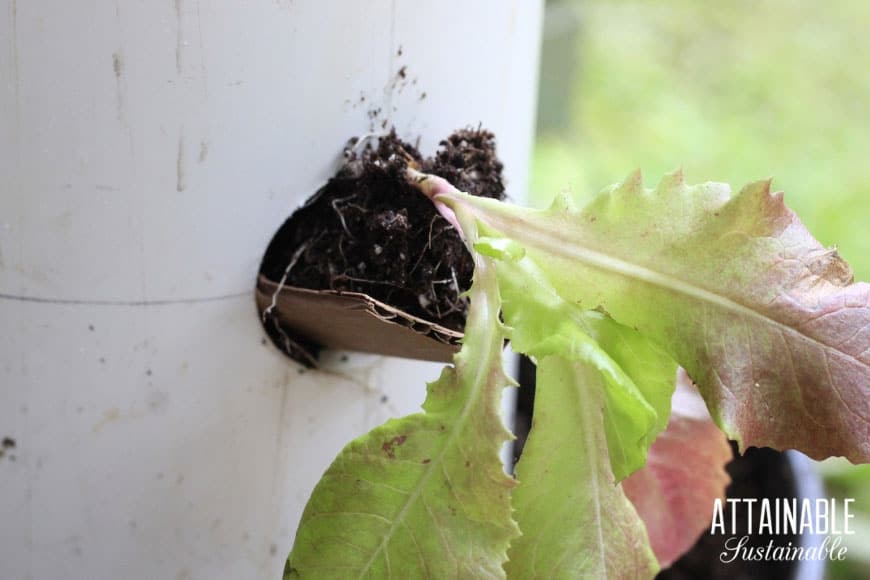 This PVC tower garden can help you get the most out of your limited space! Follow these simple plans for a thriving, vertical grow tower in urban gardens. 莴苣苗被种植在一个成长塔