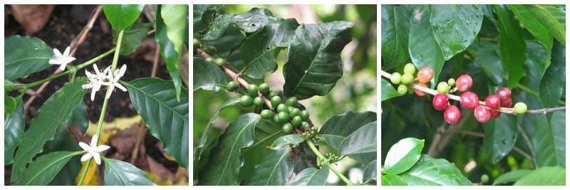 Learning how to make coffee on the stove for off-grid emergencies might just make a coffee convert of you. Plus: A peek at how coffee grows in Hawaii! 咖啡三个阶段上树生长:花,绿樱桃,红樱桃
