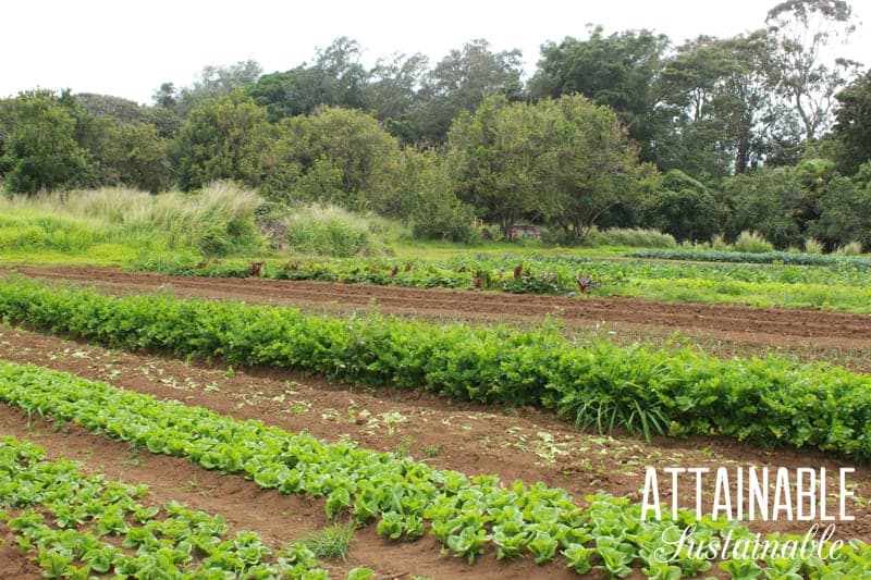 You might be surprised at what can be sprayed on organic food. Still, there are reasons to consider it! Check out the pros and cons of organic farming. 农场里成排的绿色植物