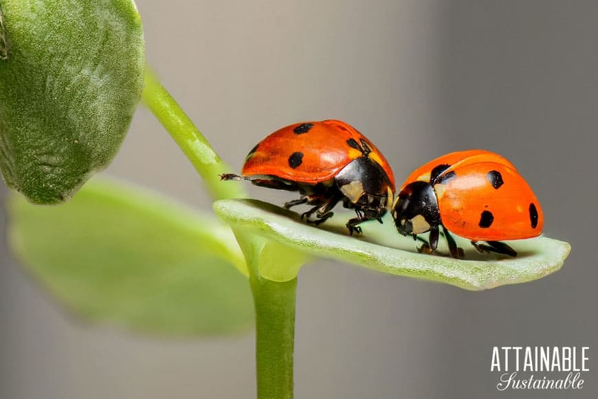 Natural aphid killer? It's time for a little aphid control with a two-pronged approach. You need to control the aphids AND the ants -- without pesticides! 两个红色瓢虫在一片叶子-自然蚜虫控制!