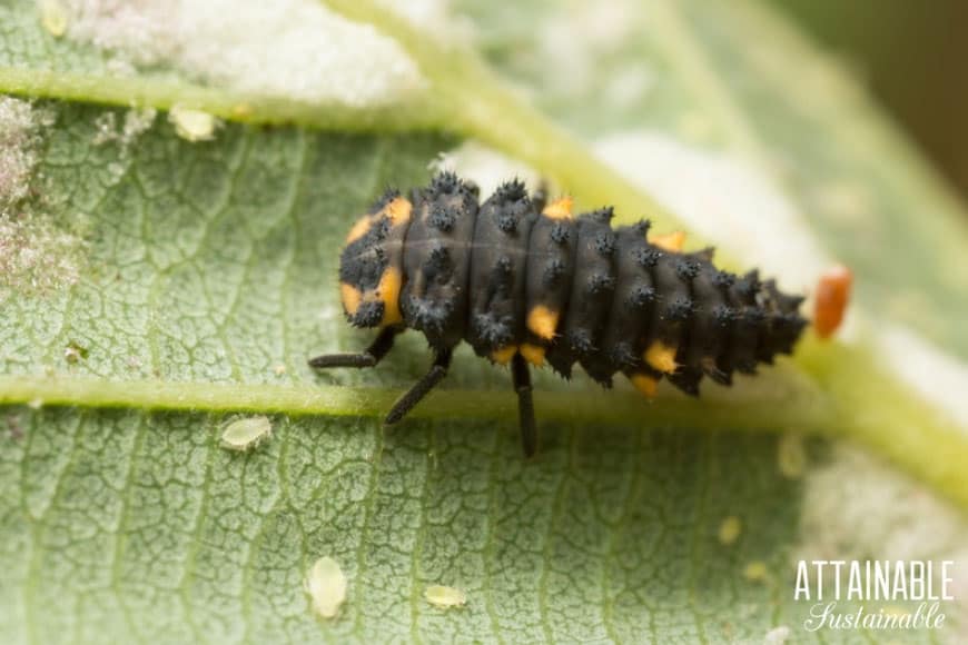 Natural aphid killer? It's time for a little aphid control with a two-pronged approach. You need to control the aphids AND the ants -- without pesticides! 在叶瓢虫幼虫 - 自然蚜虫的防治