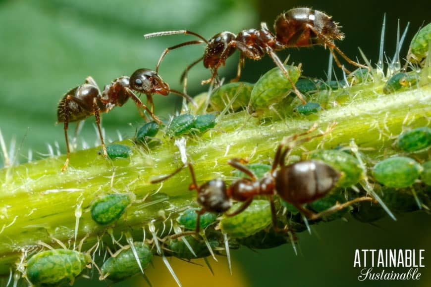 Natural aphid killer? It's time for a little aphid control with a two-pronged approach. You need to control the aphids AND the ants -- without pesticides! 黑蚂蚁和蚜虫绿色树枝上