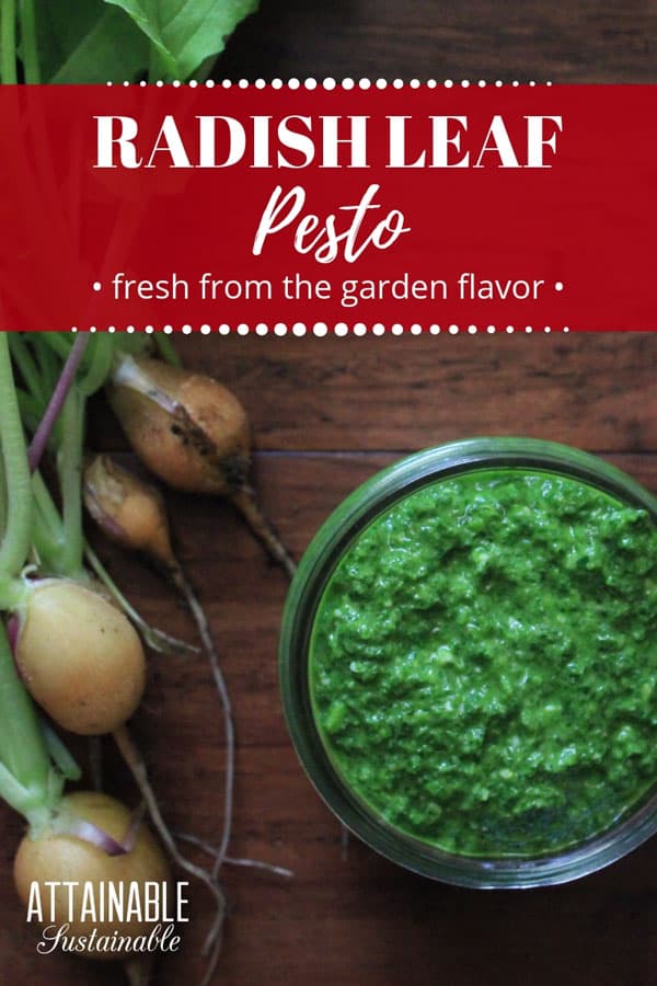 This pesto is made from radish greens rather than the more traditional basil. The peppery radish leaves offer a spiciness that will wow your tastebuds! 萝卜菜香蒜在从上方的玻璃广口瓶中