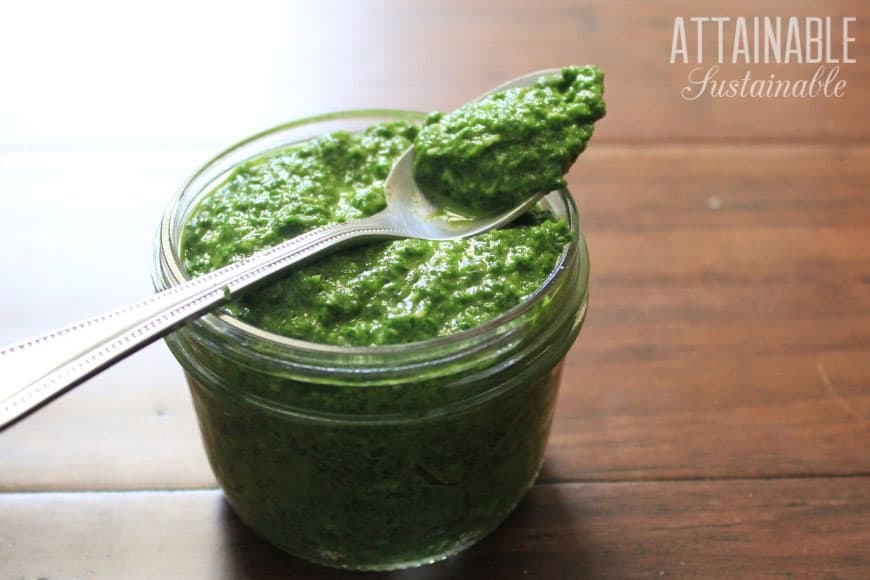 This pesto is made from radish greens rather than the more traditional basil. The peppery radish leaves offer a spiciness that will wow your tastebuds! 玻璃罐里的萝卜青菜香蒜沙司