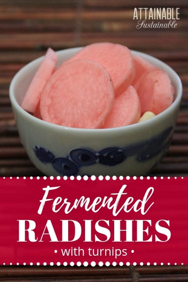 If you've never thought about preserving radishes from the garden, this recipe for lacto fermented radishes with turnips might change your mind. 粉红色的发酵萝卜在一个白色的碗与蓝色的模式