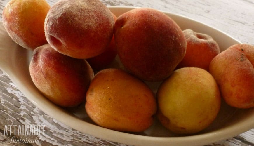 Abundance of fresh peaches? Set some aside for a batch of peach butter. 新鲜的桃子放在白色的盘子里