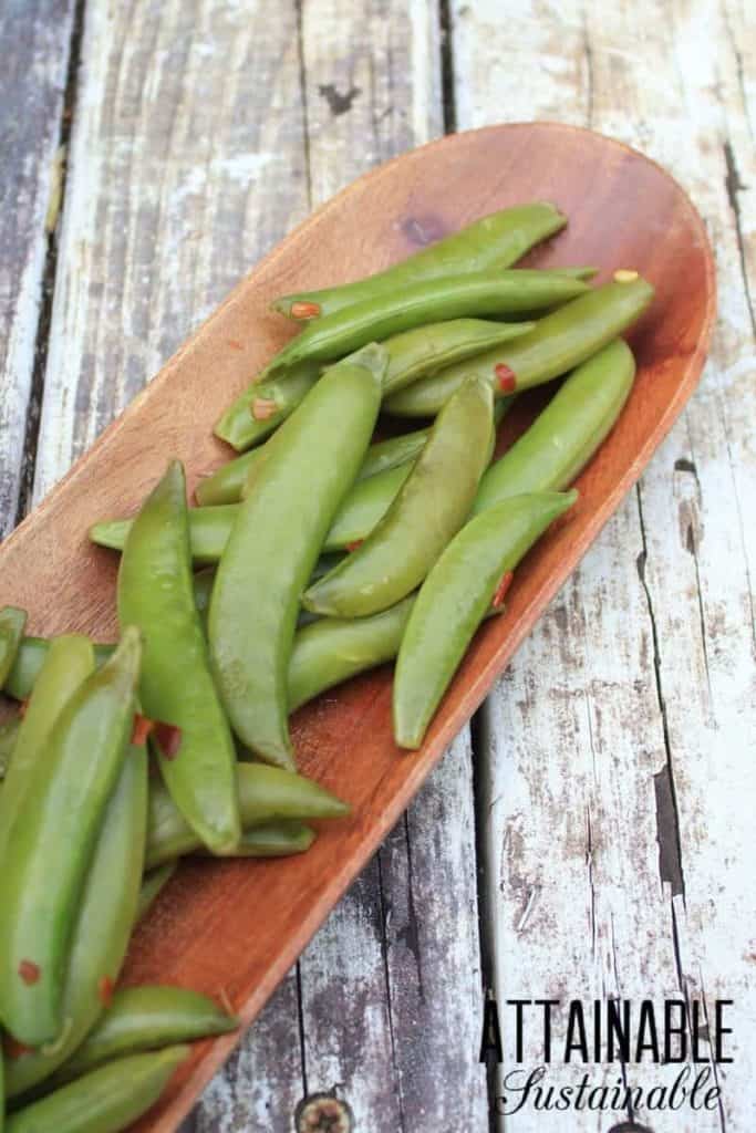 These fermented sugar snap peas are a great addition to your home preservation plans. When your peas are going off, be sure to put up several jars. 在一个木制的菜发酵糖豌豆
