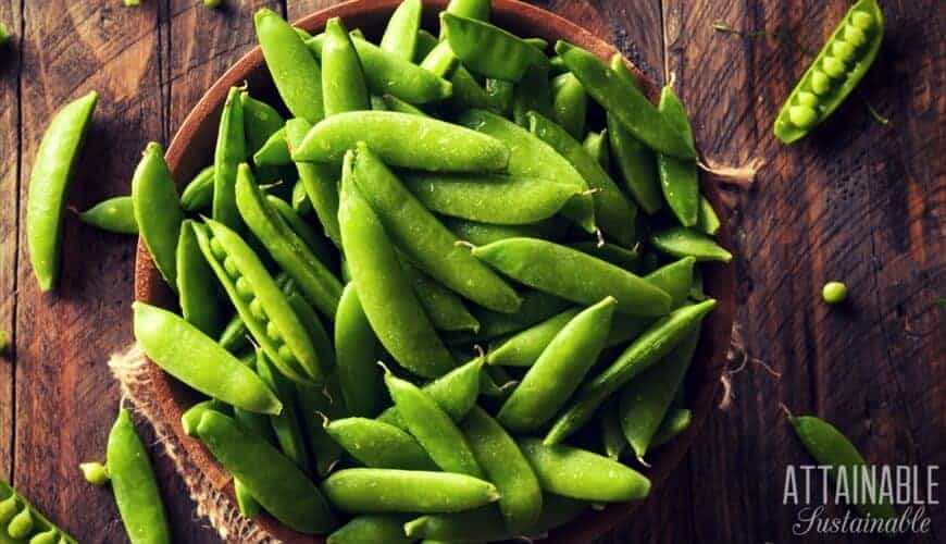 Choose vegetables that grow in shade to increase your shade garden success. These partial shade vegetables will grow in low light situations. 木碗里的青豆