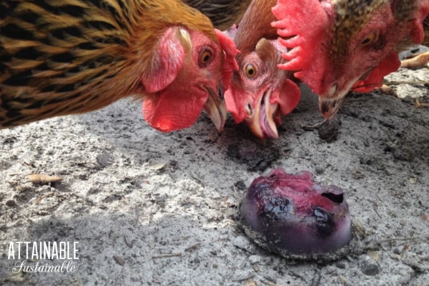 With some simple, inexpensive tactics, you can keep your laying hens cool and happy during the summertime heat! Try implementing some of these tricks to make the heat more bearable for your hens and eliminate hot chickens in your coop. 近距离的热鸡看着冰冻的水果