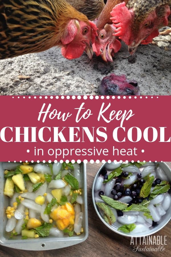 Try implementing some of these easy tricks to keep chickens cool & make the heat more bearable for your hens. Summer heat doesn't have to = miserable hens. 近距离的热鸡看着冰冻的水果
