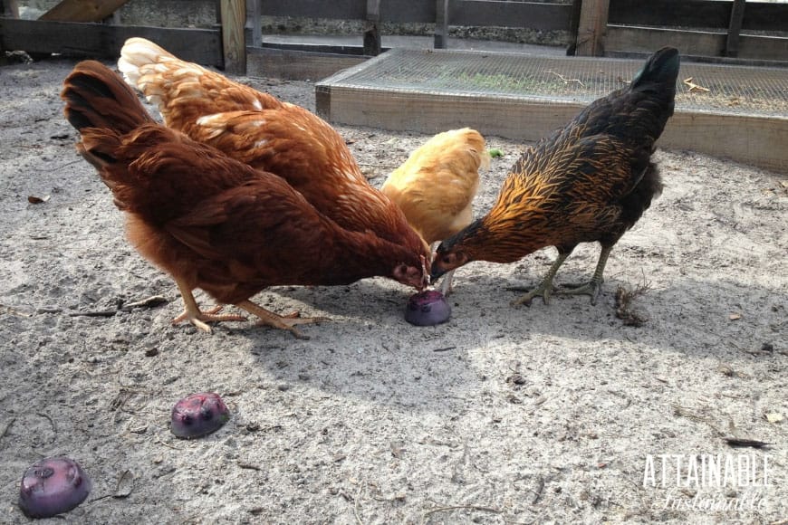 Try implementing some of these easy tricks to keep chickens cool & make the heat more bearable for your hens. Summer heat doesn't have to = miserable hens. 鸡在啄食冰冻的水果