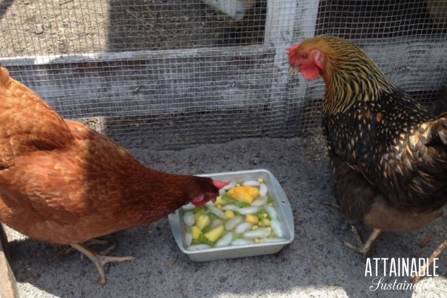 With some simple, inexpensive tactics, you can keep your laying hens cool and happy during the summertime heat! Try implementing some of these tricks to make the heat more bearable for your hens and eliminate hot chickens in your coop. 两只鸡正在啄食新鲜的水果和冰块以凉快凉快