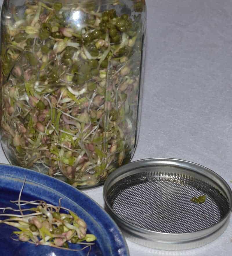 Learning how to grow bean sprouts & lentil sprouts at home can save you a bundle -- it's easy! Growing sprouts means fresh produce right in your kitchen! 盖上发芽的盖子