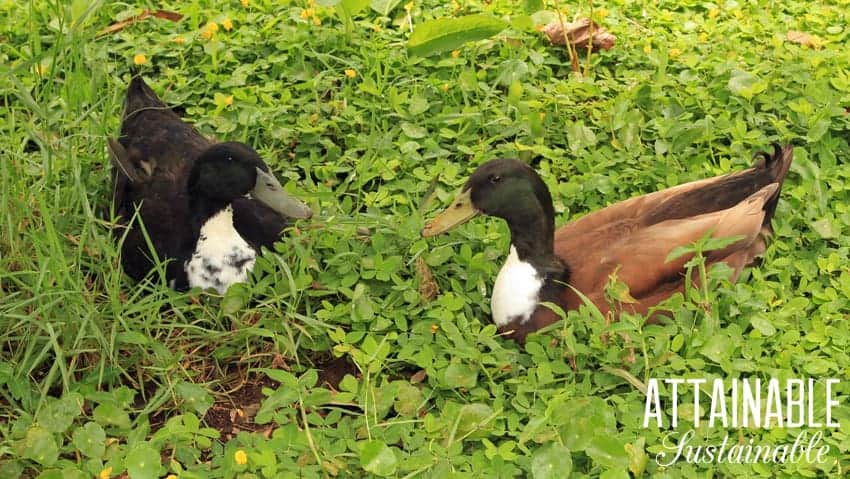 Should you delve into raising ducks for eggs? Eggs are great, but that's just one of many reasons to add ducks to your little homestead. 2个打水漂花生草