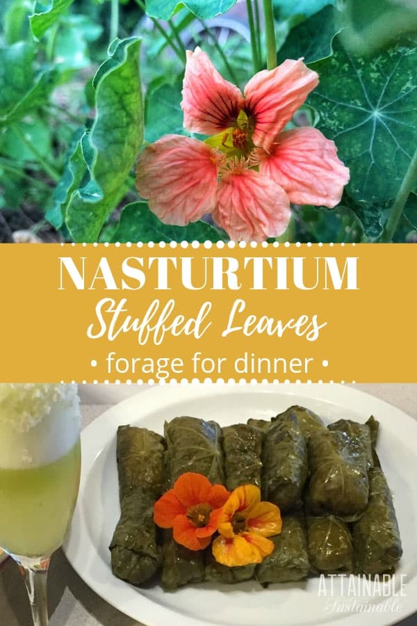 These stuffed nasturtium leaves are like a forager's version of Greek dolmades, made with peppery, edible nasturtium leaves. Make them vegetarian or not. 酿金莲花叶+金莲花花卉种植