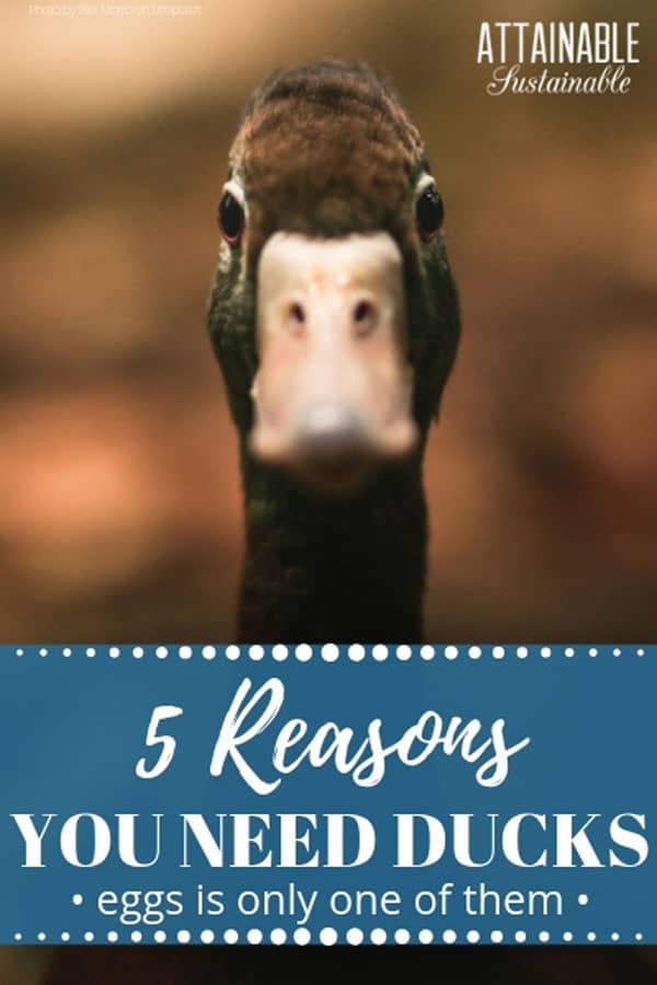 Considering raising ducks for eggs? Eggs are great, but that's just one of many reasons to add ducks to your little homestead. Here's why you should! 棕色鸭子直接在相机看