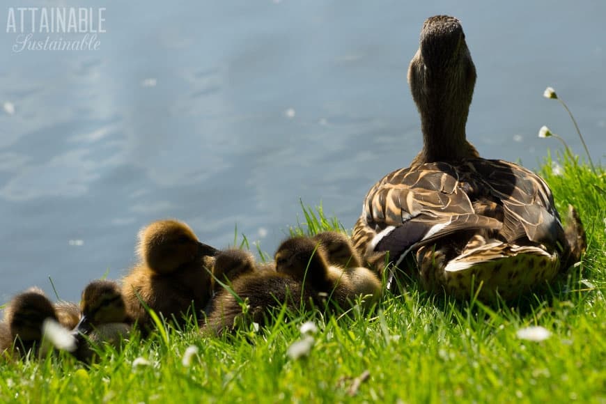Considering raising ducks for eggs? Eggs are great, but that's just one of many reasons to add ducks to your little homestead. Here's why you should! 与她的小鸭鸭子,从后面(看着池塘)