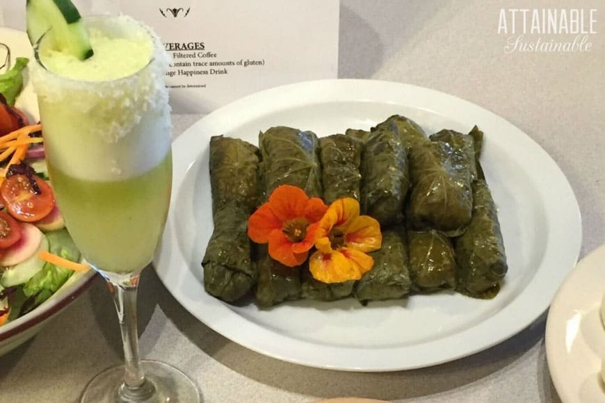 These stuffed nasturtium leaves are like a forager's version of Greek dolmades, made with peppery, edible nasturtium leaves. Make them vegetarian or not. 在一个白色的盘子里塞满旱金莲叶子