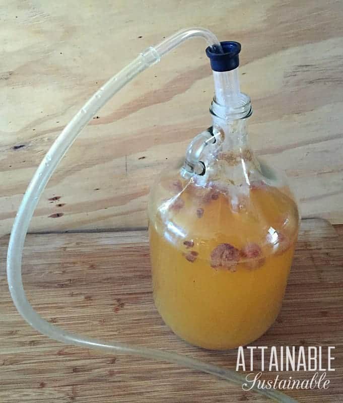 Make your own booze! Bottling mead is the final step in mead making. Step by step instructions make it easy to learn how to bottle mead. Cheers! 玻璃加仑大小的瓶蜂蜜酒,准备虹吸