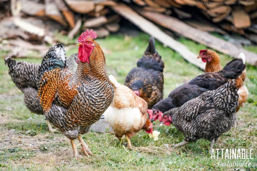 When it comes to chicken supplies, this is the gear and equipment you'll be happy to have in your coop at the moment when you need it. Keep these on hand! 绿色草地上的一群鸡
