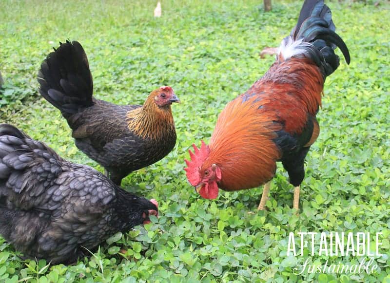 When it comes to chicken supplies, this is the gear and equipment you'll be happy to have in your coop at the moment when you need it. Keep these on hand! 鸡的供应:这是鸡的装备和鸡的设备,你会很高兴在你的鸡舍在你需要它的时候。