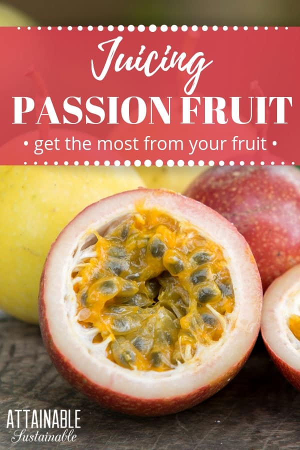 Looking for an easy way to make passion fruit juice? After years of trying different methods, I've found this to be the easiest way to juice passion fruit 剖开lilikoi,紫色和黄色的品种