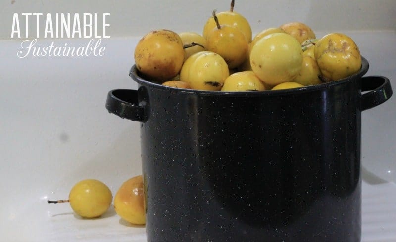 Looking for an easy way to make passion fruit juice? After years of trying different methods, I've found this to be the easiest way to juice passion fruit 在一个搪瓷锅黄色百香果