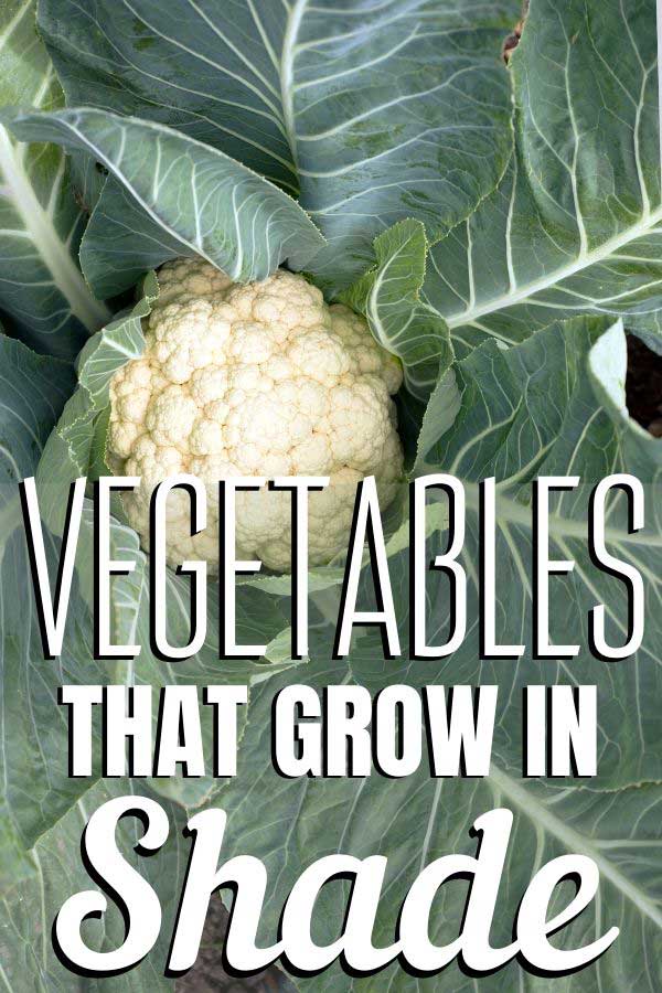 Choose vegetables that grow in shade to increase your shade garden success. These partial shade vegetables will grow in low light situations. 植物上的花椰菜——一种生长在阴凉处的蔬菜