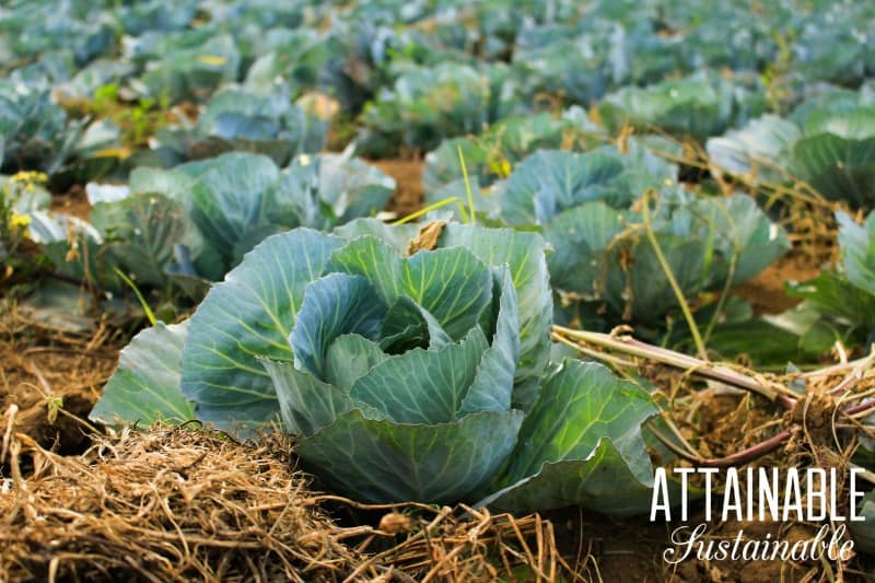 Dreaming of homesteading? Find out how to go about buying and starting a homestead on a budget! Make your homestead dream come true! 卷心菜长在田里