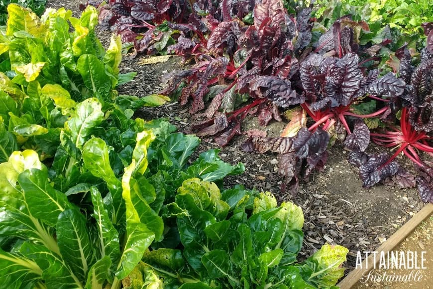 Choose vegetables that grow in shade to increase your shade garden success. These partial shade vegetables will grow in low light situations. 绿色的瑞士甜菜和红色的瑞士甜菜在阴凉的花园里