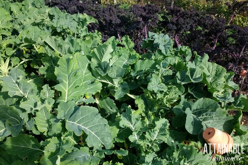 Choose vegetables that grow in shade to increase your shade garden success. These partial shade vegetables will grow in low light situations. 绿色的卷曲的羽衣甘蓝生长在一个花园-蔬菜生长在阴凉处