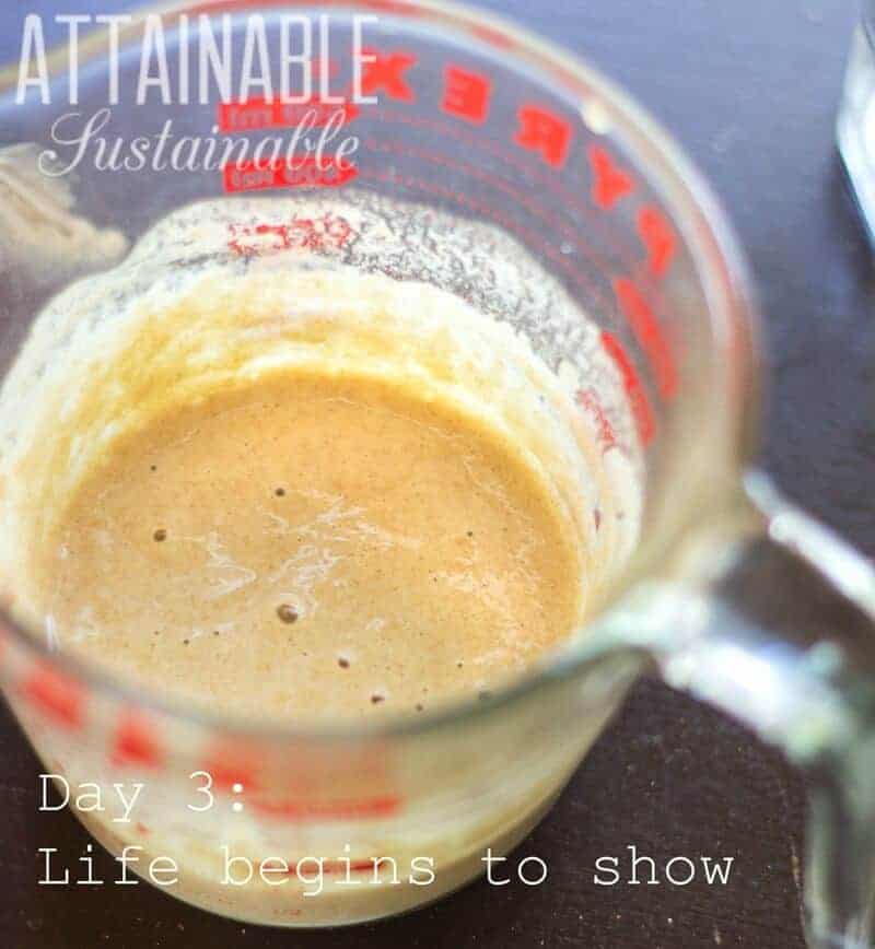 An easy sourdough starter without yeast to start your sourdough baking! All you need is some flour & water to get going with this sourdough starter recipe. 与红色刻字的玻璃量杯酵母起动机