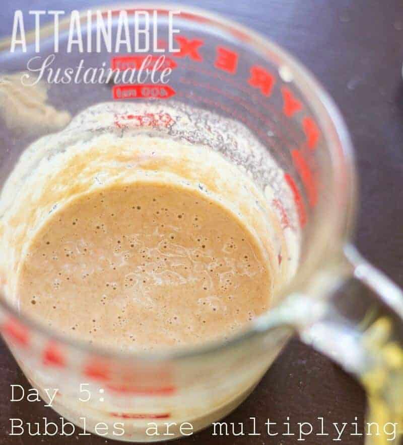 An easy sourdough starter without yeast to start your sourdough baking! All you need is some flour & water to get going with this sourdough starter recipe. 与红色刻字的玻璃量杯酵母起动机