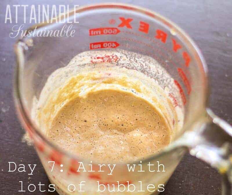 An easy sourdough starter without yeast to start your sourdough baking! All you need is some flour & water to get going with this sourdough starter recipe. 与红色刻字的玻璃量杯酵母起动机