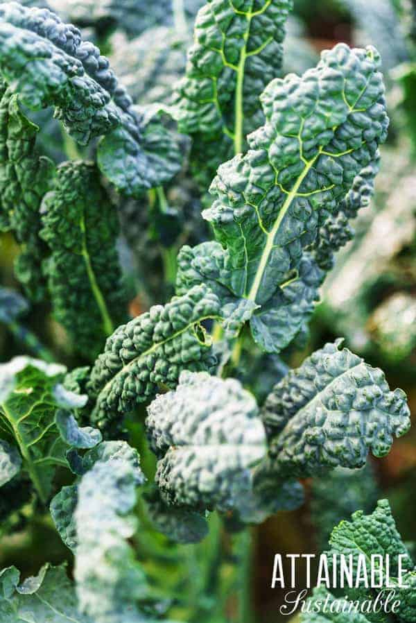 Growing kale is easy! Its harvest season lasts for an extended time; you'll reap the benefits of this dark, leafy green for months with a single planting. 恐龙羽衣甘蓝在花园里成长