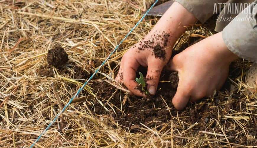 Growing kale is easy! Its harvest season lasts for an extended time; you'll reap the benefits of this dark, leafy green for months with a single planting. 两个年轻人在种甘蓝苗