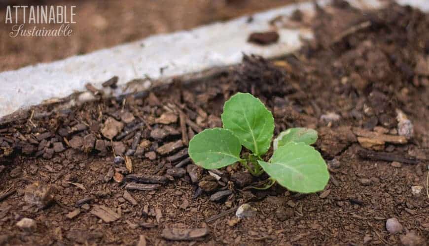 Growing kale is easy! Its harvest season lasts for an extended time; you'll reap the benefits of this dark, leafy green for months with a single planting. 小小的羽衣甘蓝幼苗在肥沃的黑土里生长