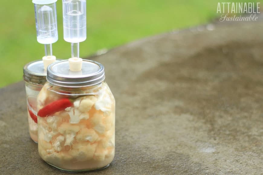This lacto-fermented cauliflower recipe results in tasty, crunchy florets packed with probiotics. It's a new fave for this pickled cauliflower lover! 在装有发酵锁的玻璃瓶中发酵花椰菜的配方