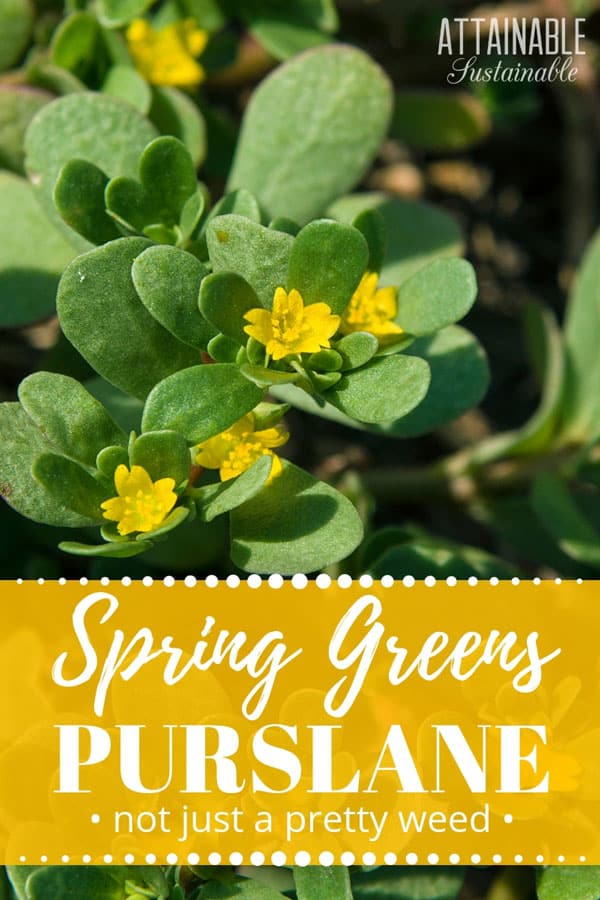 Common purslane grows wild in many gardens. Purslane is easy to transplant; encourage this wild green 马齿苋草黄色的花朵