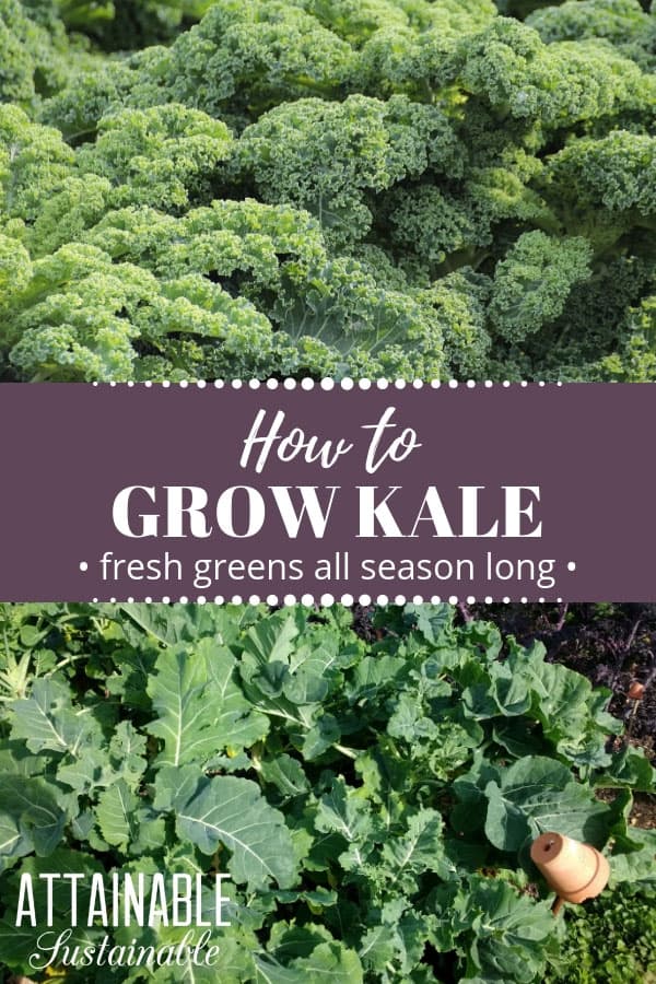Growing kale is easy! Its harvest season lasts for an extended time; you'll reap the benefits of this dark, leafy green for months with a single planting. 菜园里种着羽衣甘蓝