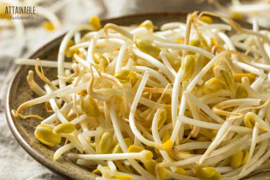 豆芽在碗里