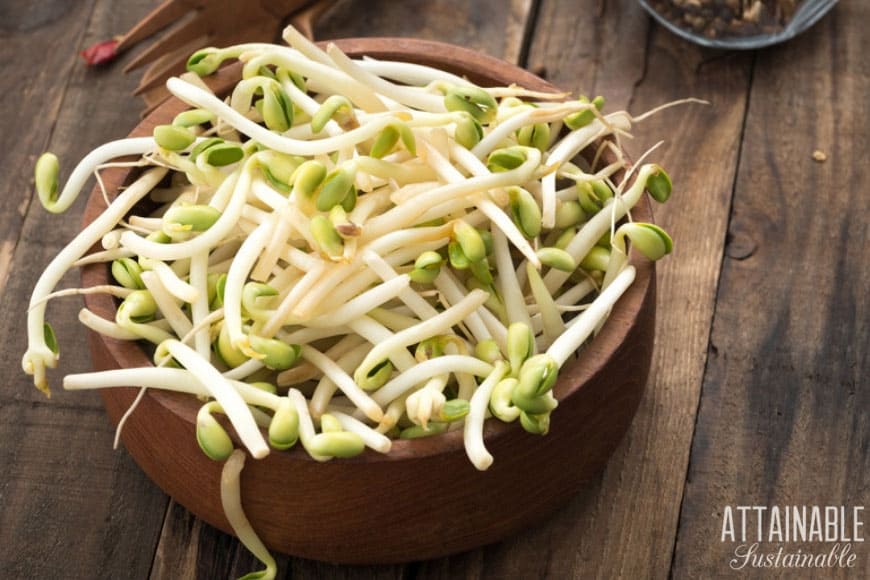 Learning how to grow bean sprouts & lentil sprouts at home can save you a bundle -- it's easy! Growing sprouts means fresh produce right in your kitchen! 豆芽在一个木碗