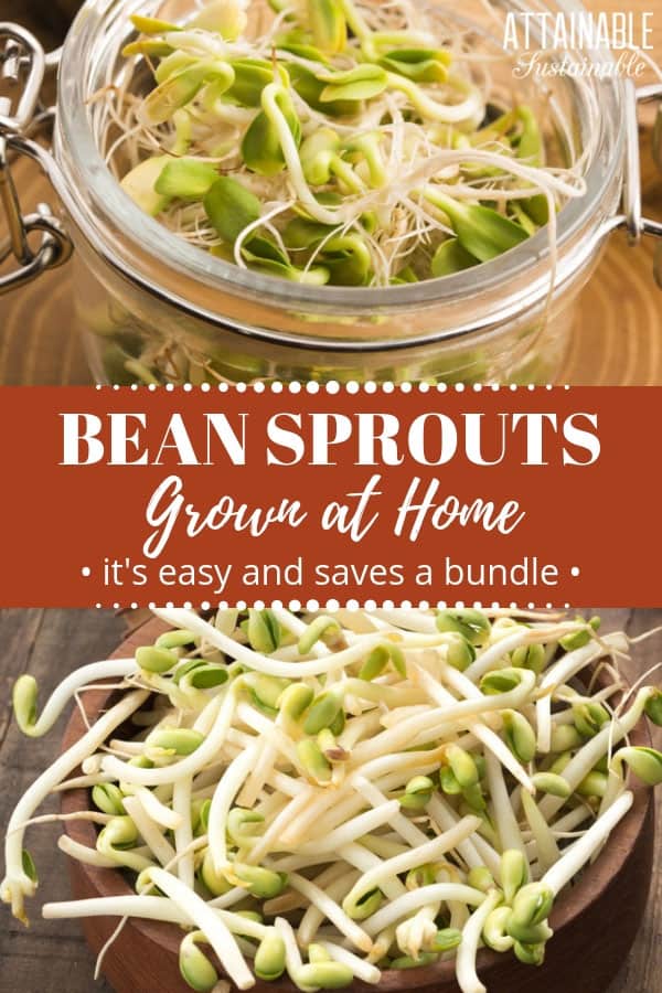 Learning how to grow bean sprouts & lentil sprouts at home can save you a bundle -- it's easy! Growing sprouts means fresh produce right in your kitchen! 豆芽,在罐子和木碗特写