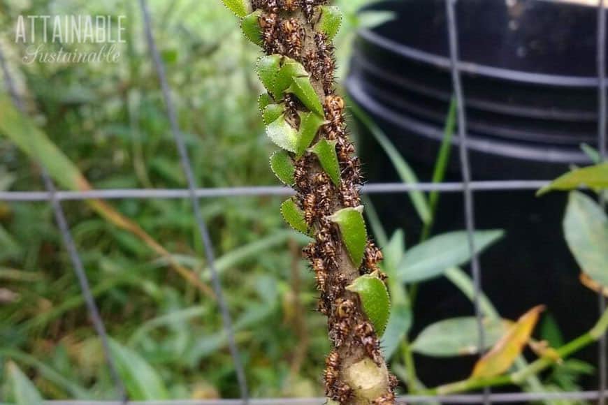 green leaf hoppers