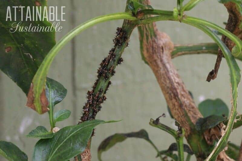 Black, spiny nymphs of leafhoppers and a green stem