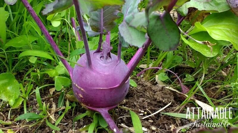 连续种植延长收获季节。