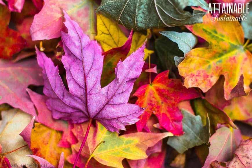 fall leaves in bright fall colors