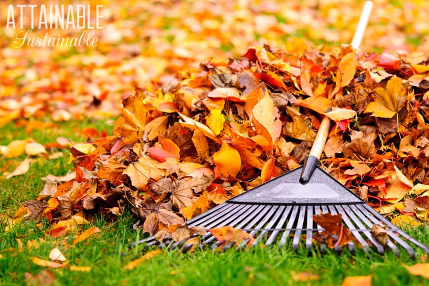 fall leaves in a pile with a leaf rake